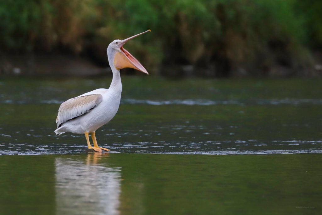 An actual pelican.